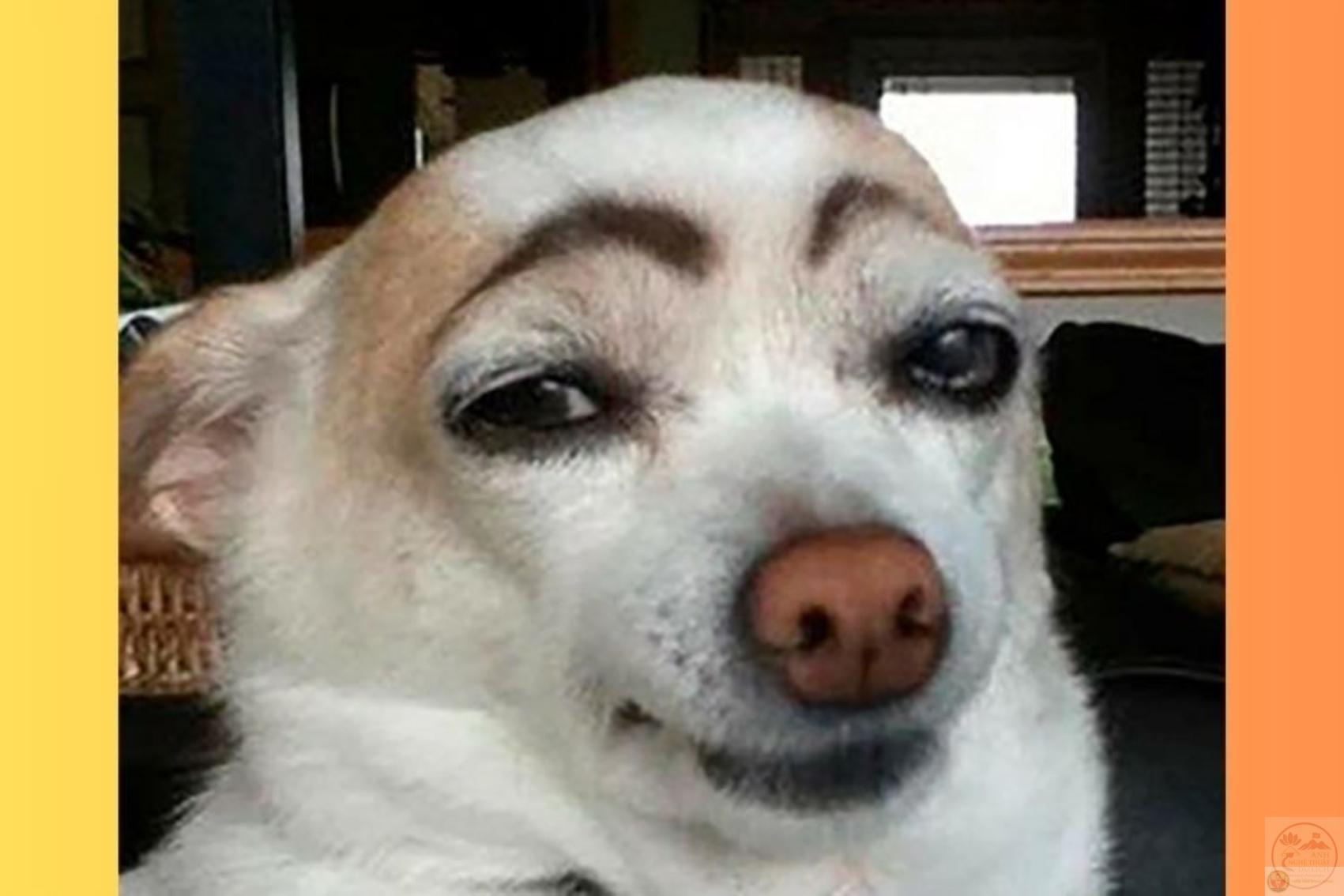 động vật hài hước viral