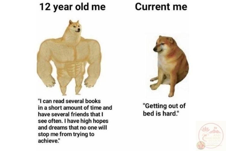 meme động vật hài hước