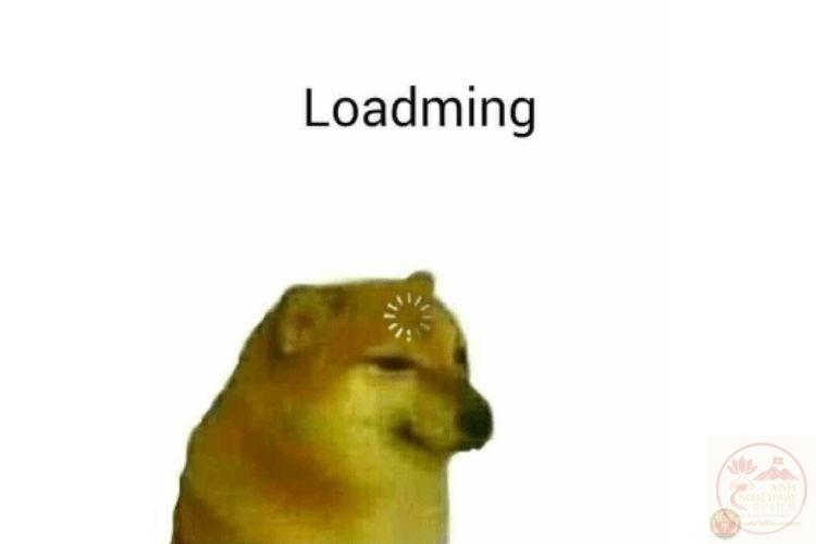 ảnh meme động vật