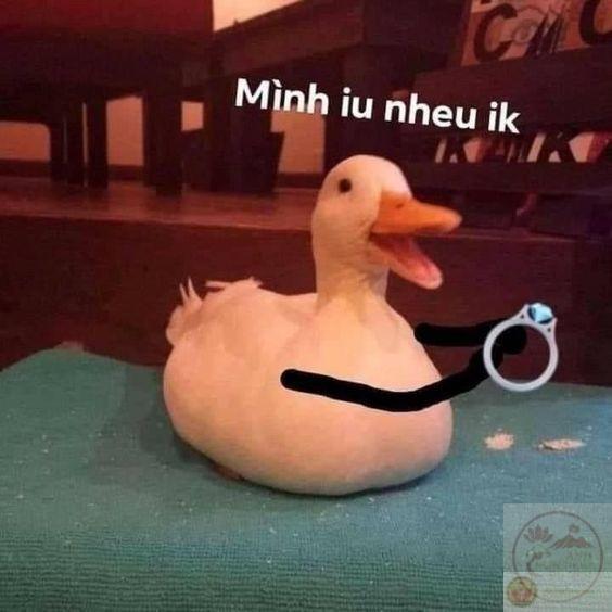 hình động vật chế khó đỡ