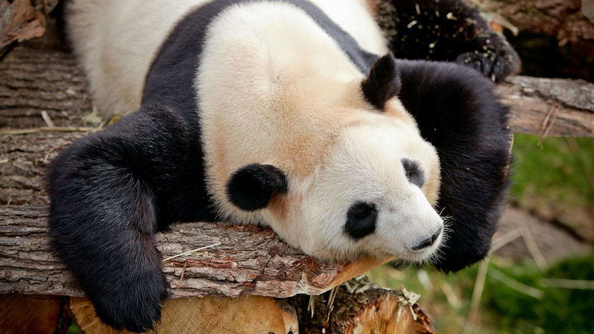 Hình nền gấu trúc hoạt bát