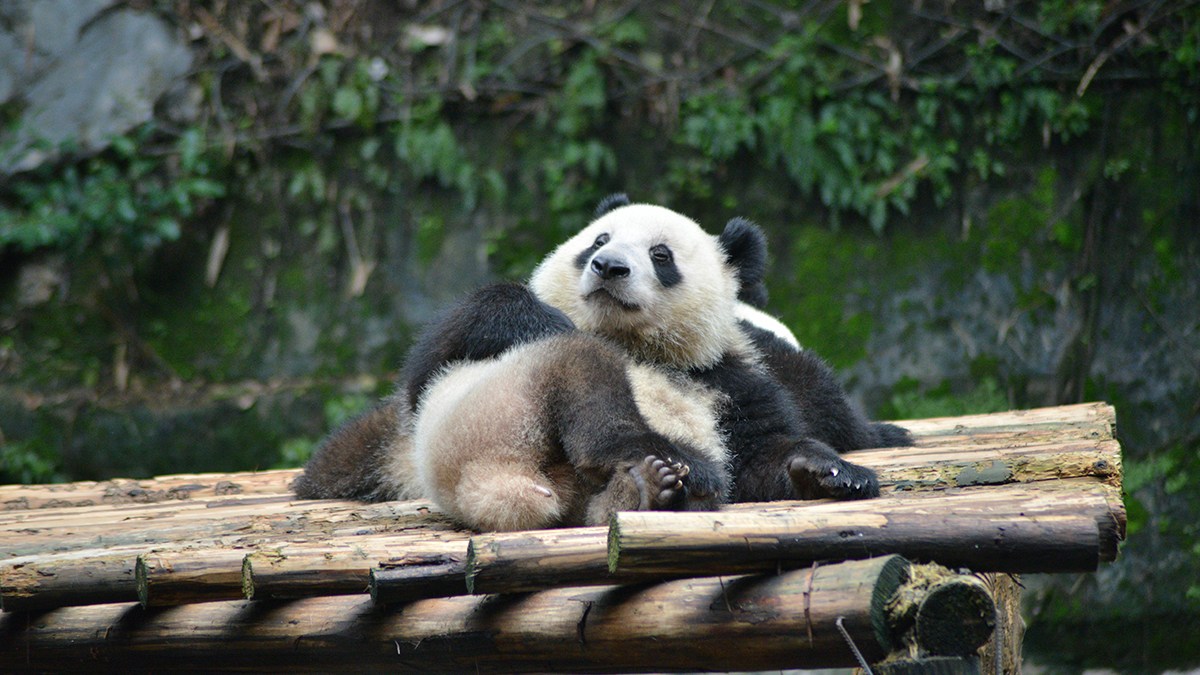 Hình nền gấu trúc đáng mến