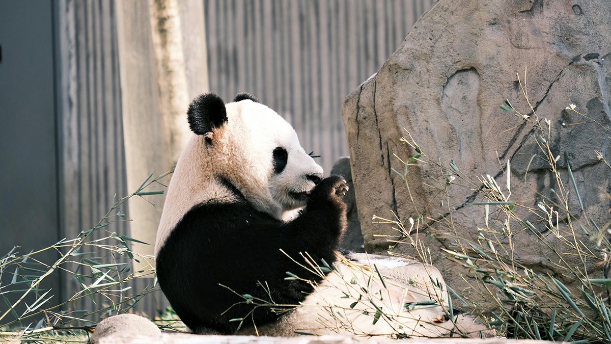 Hình nền gấu trúc vui nhộn