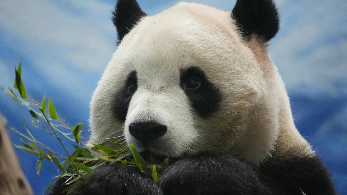 Hình nền gấu trúc cực cute