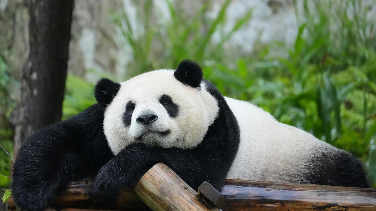 Hình nền gấu trúc siêu xinh