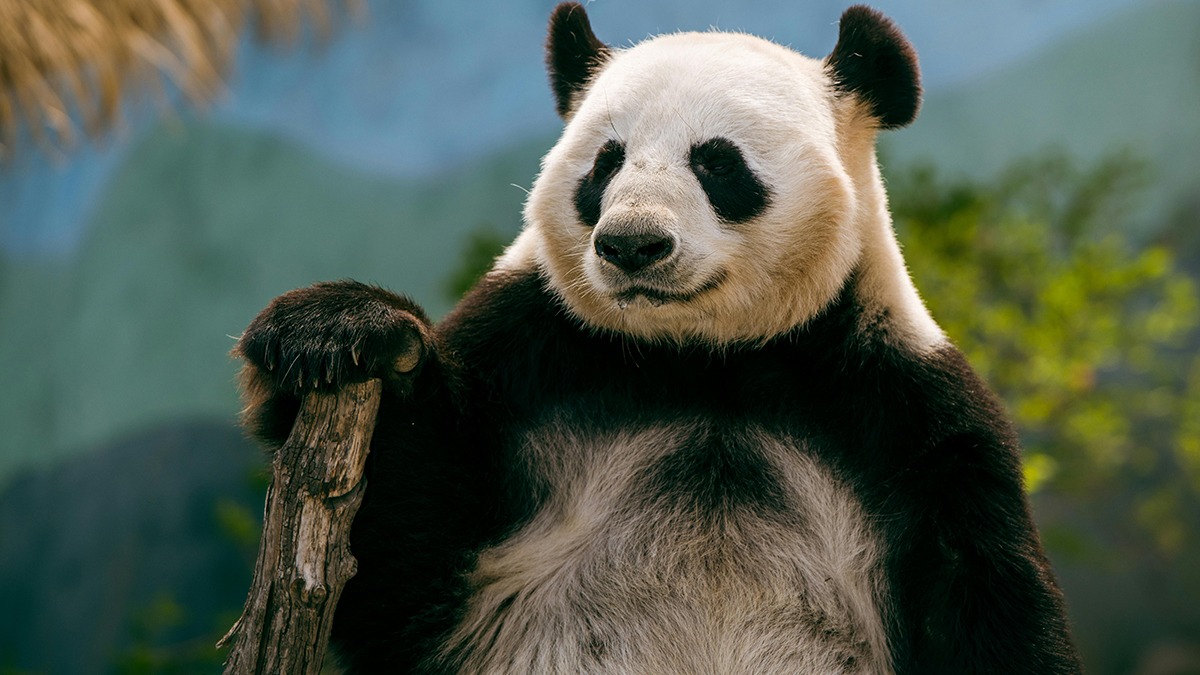 Hình nền gấu trúc tròn trĩnh