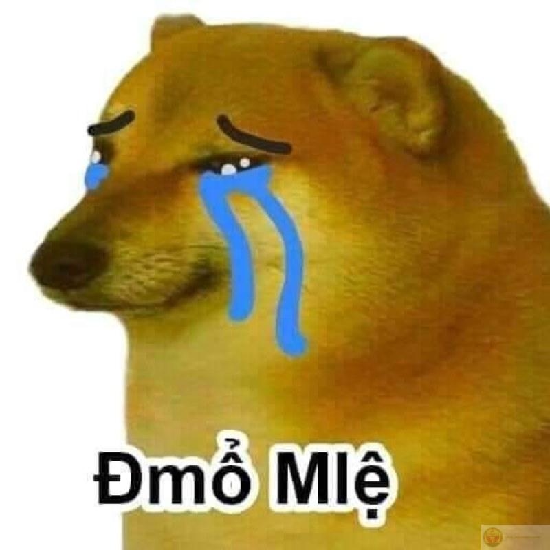 Cheems mỗi lần thuyết trình là cả lớp hoang mang