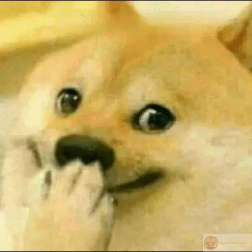 Me and my five brain cells working overtime