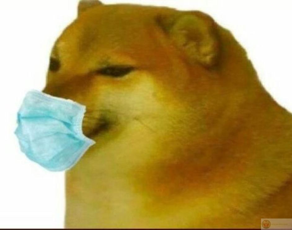 Không phải thiếu kiến thức, chỉ là Cheems trỗi dậy