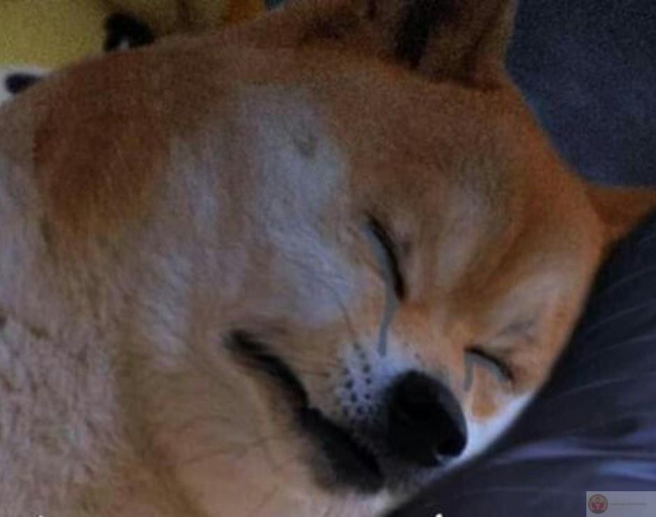 I no understand but I laugh anyway