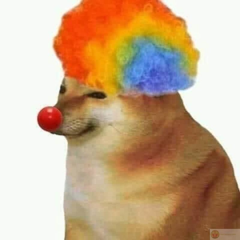 Tui không ngu, chỉ hơi cheems tí thôi