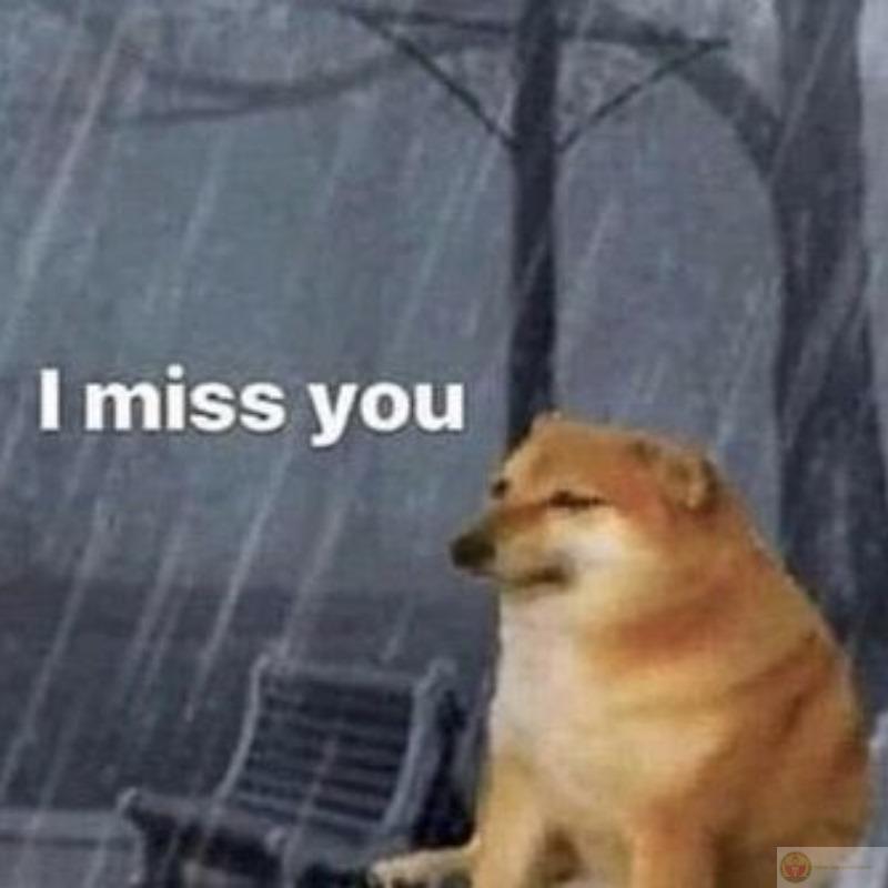 Tui học bài như Cheems học lái máy bay