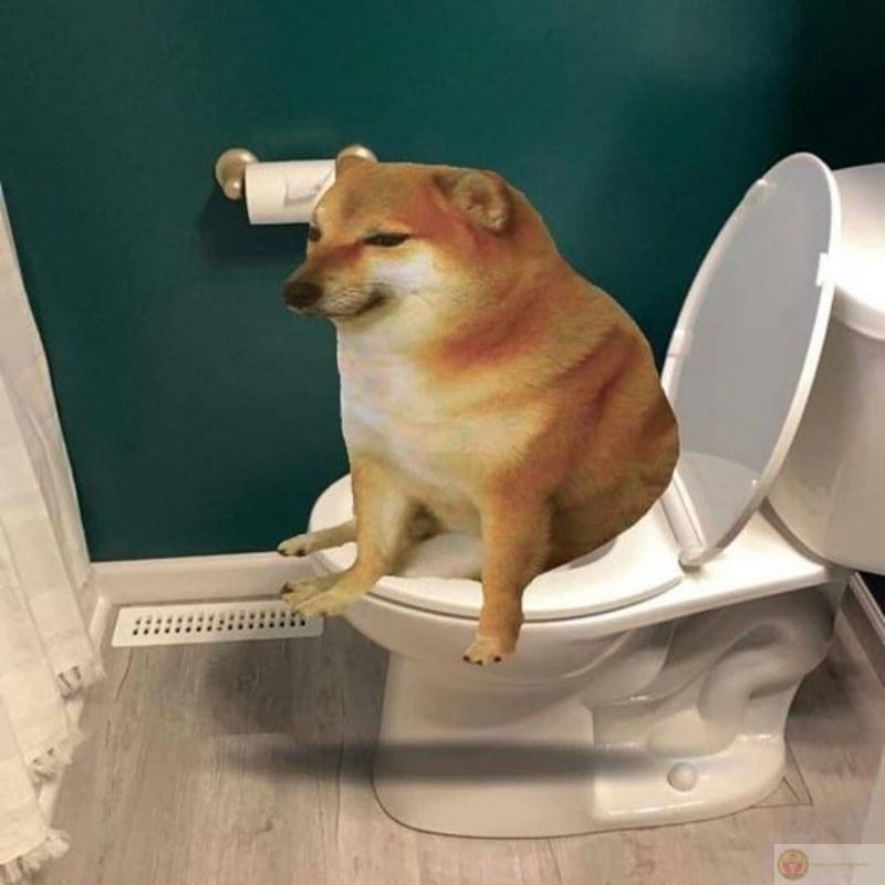 Me try to be normal, but Cheems win