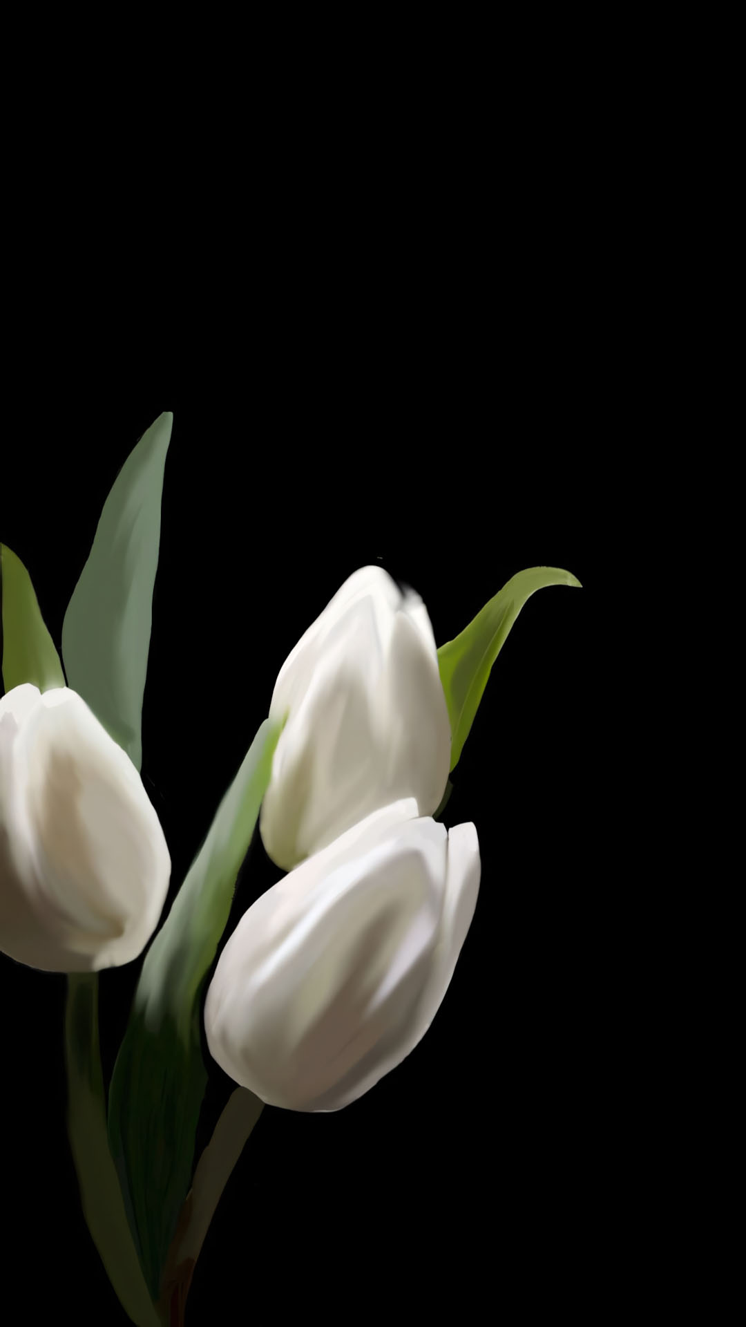 anh hoa tulip trang buon 1920px 1080px full hd 16