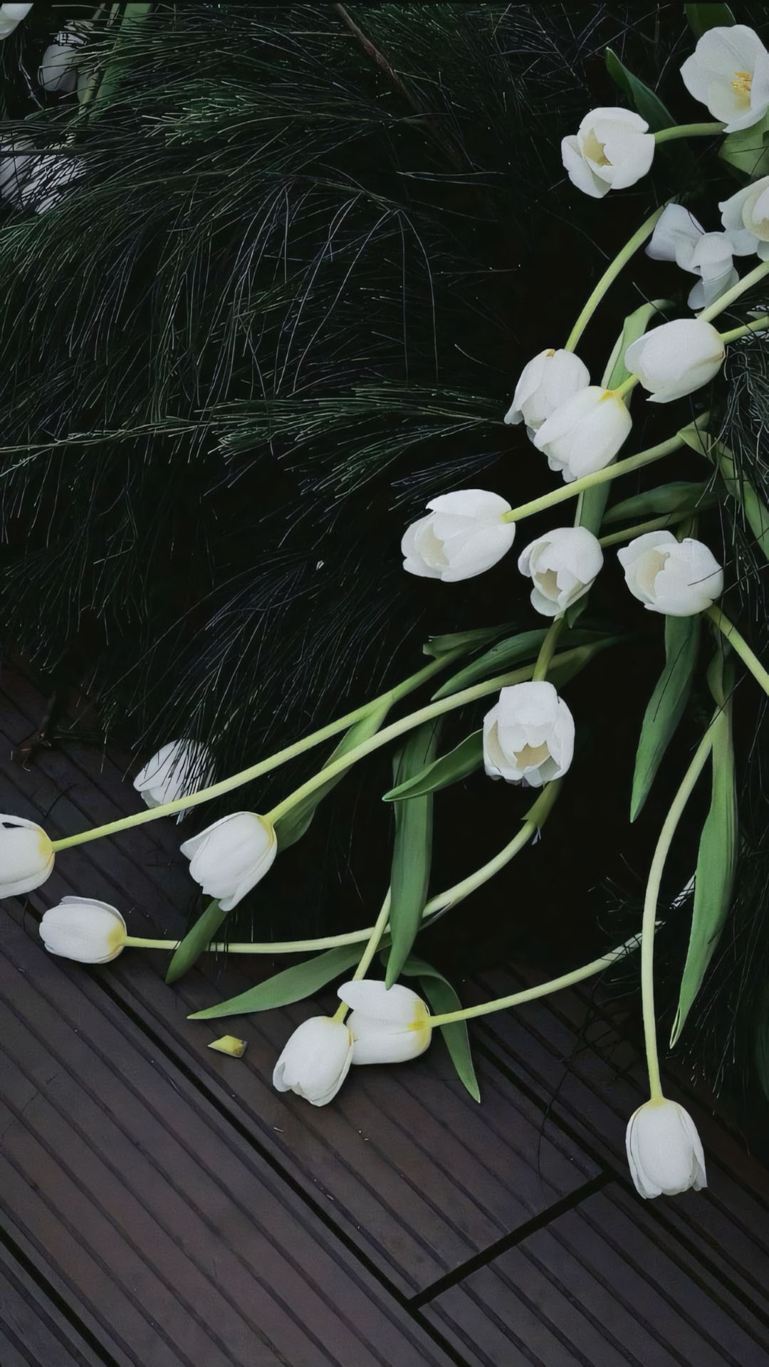 anh hoa tulip trang buon 1920px 1080px full hd 7