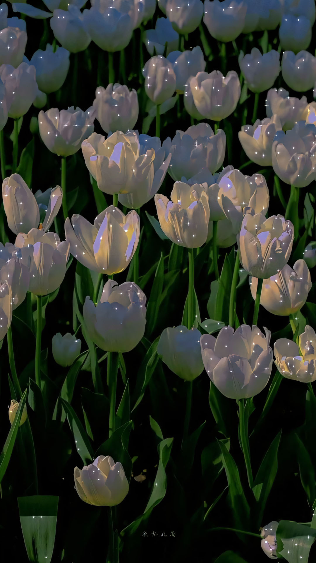 anh hoa tulip trang buon 1920px 1080px full hd 4