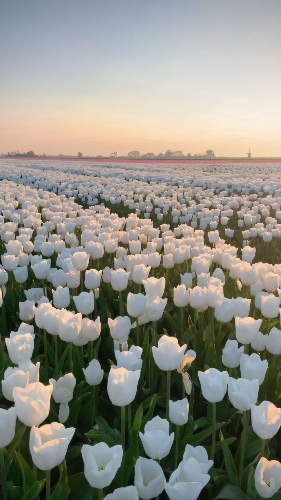 anh hoa tulip trang buon 1920px 1080px full hd 2