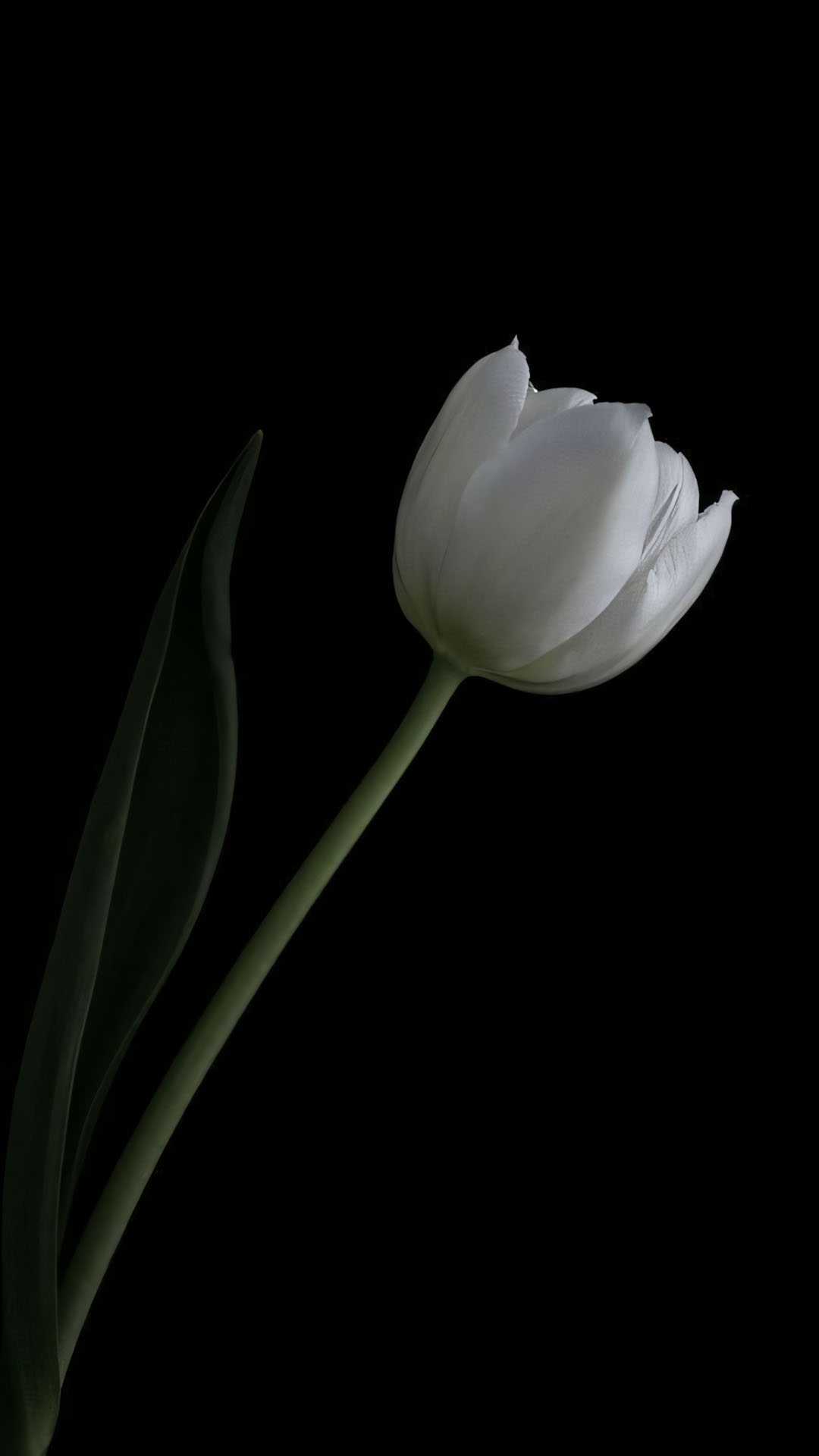 anh hoa tulip trang buon 1920px 1080px full hd 15