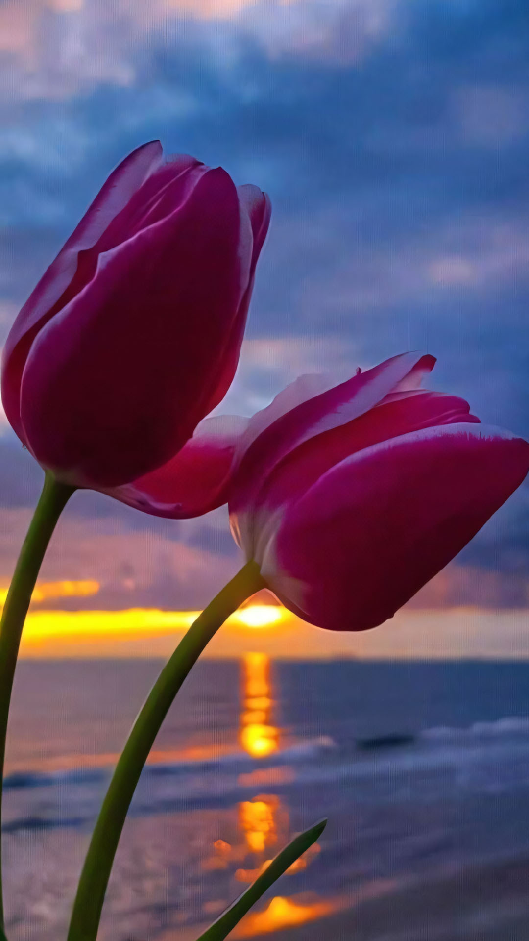 anh hoa tulip chill buon 1920px 1080px full hd 10