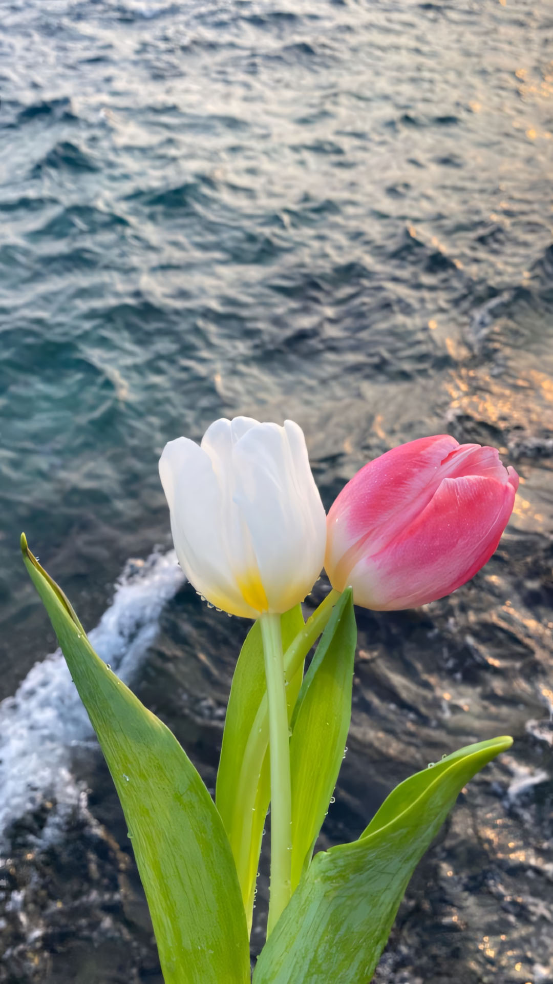 anh hoa tulip chill buon 1920px 1080px full hd 8