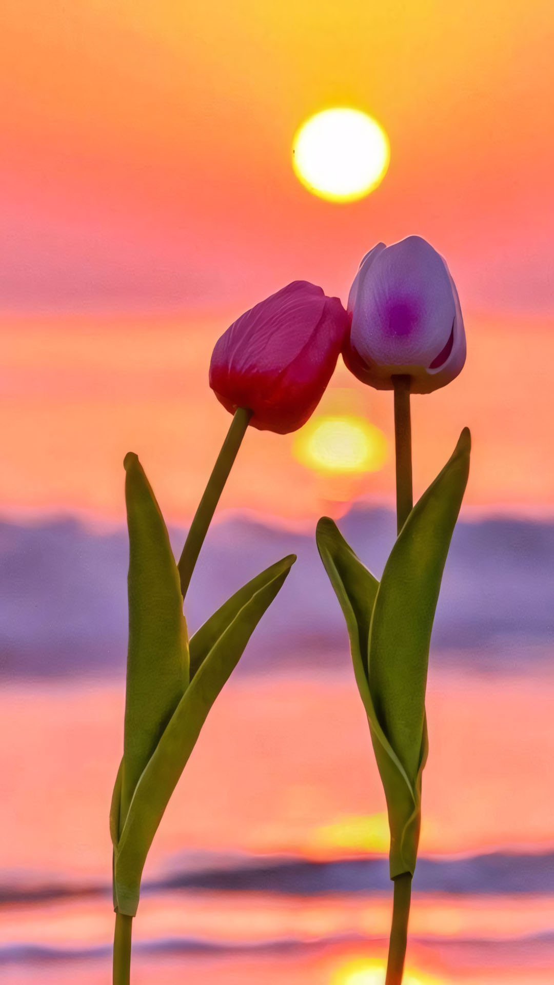 anh hoa tulip chill buon 1920px 1080px full hd 7