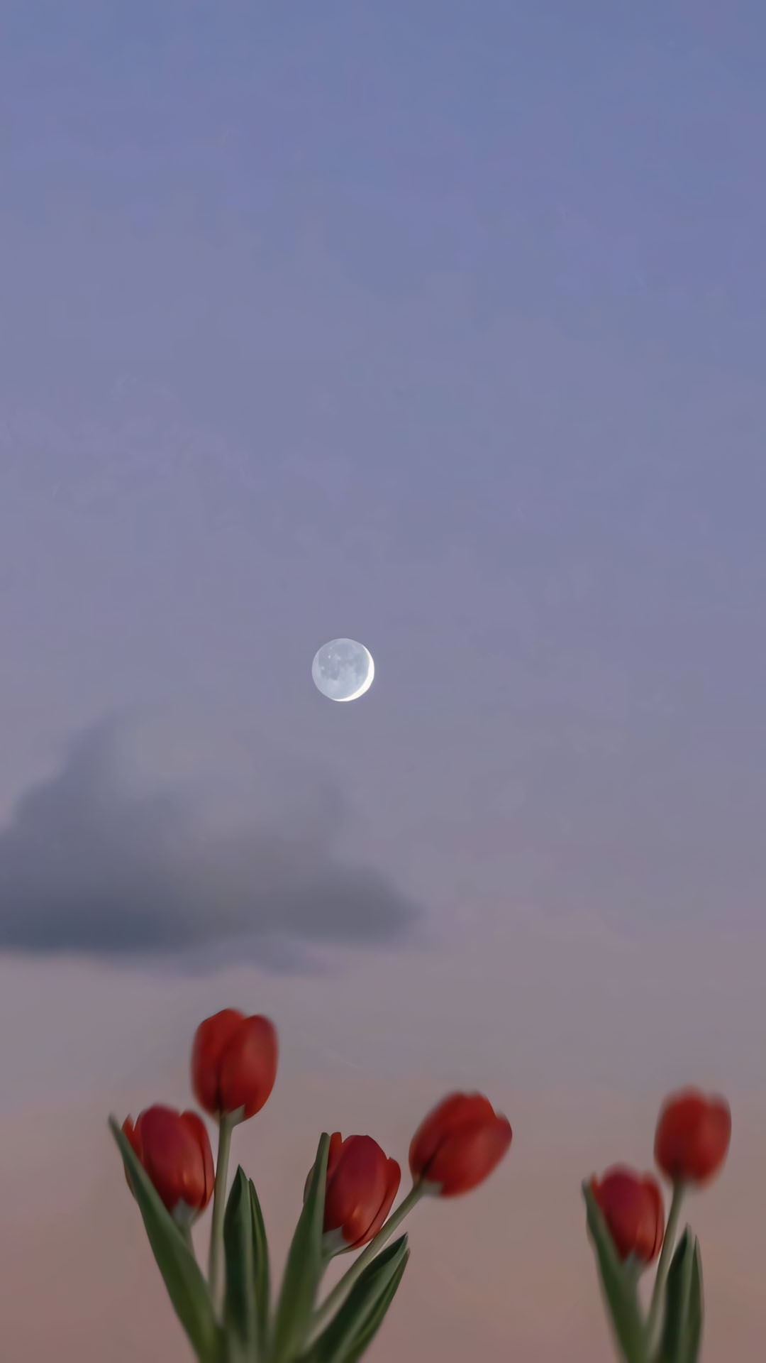 anh hoa tulip chill buon 1920px 1080px full hd 6