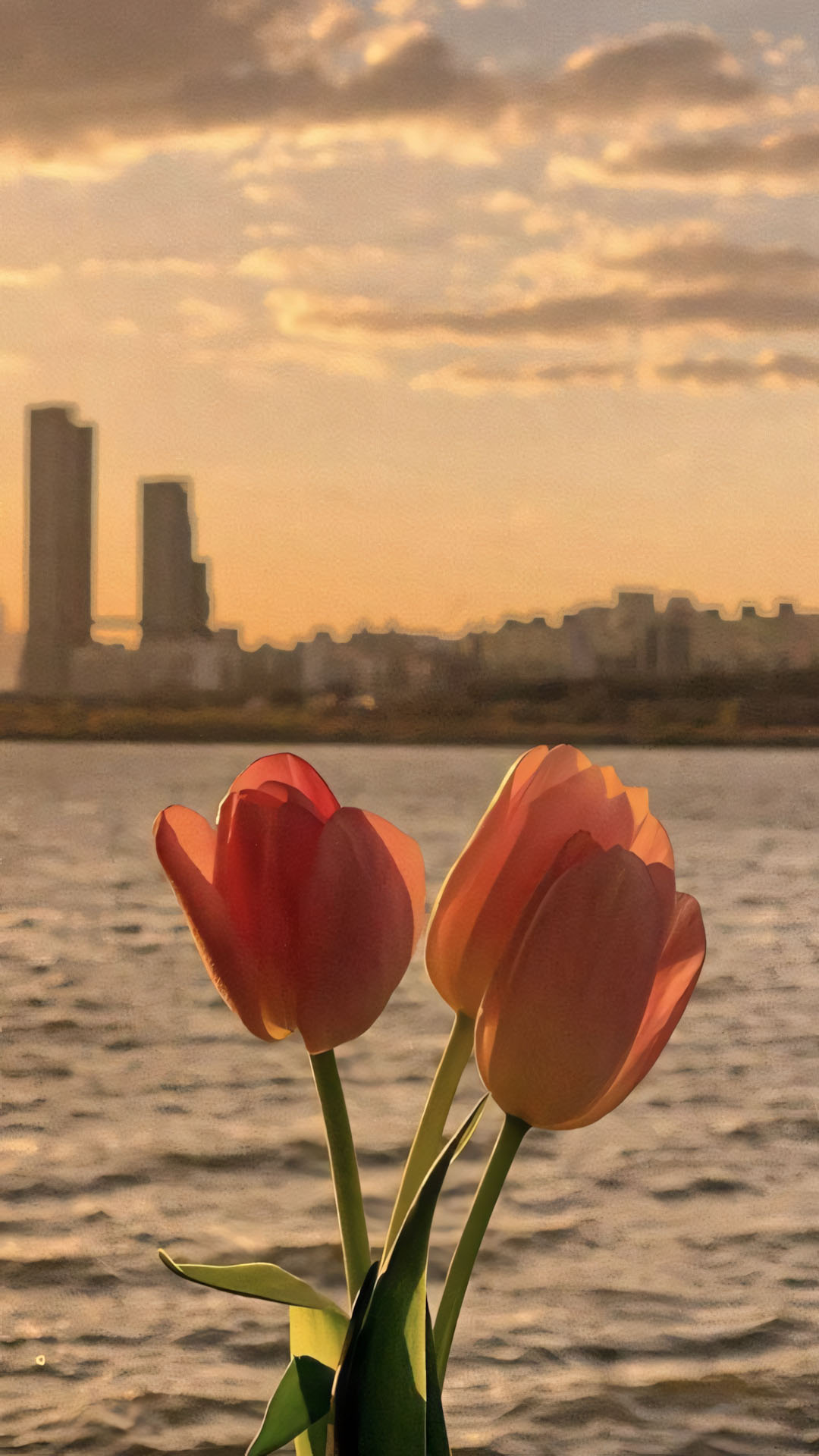 anh hoa tulip chill buon 1920px 1080px full hd 5