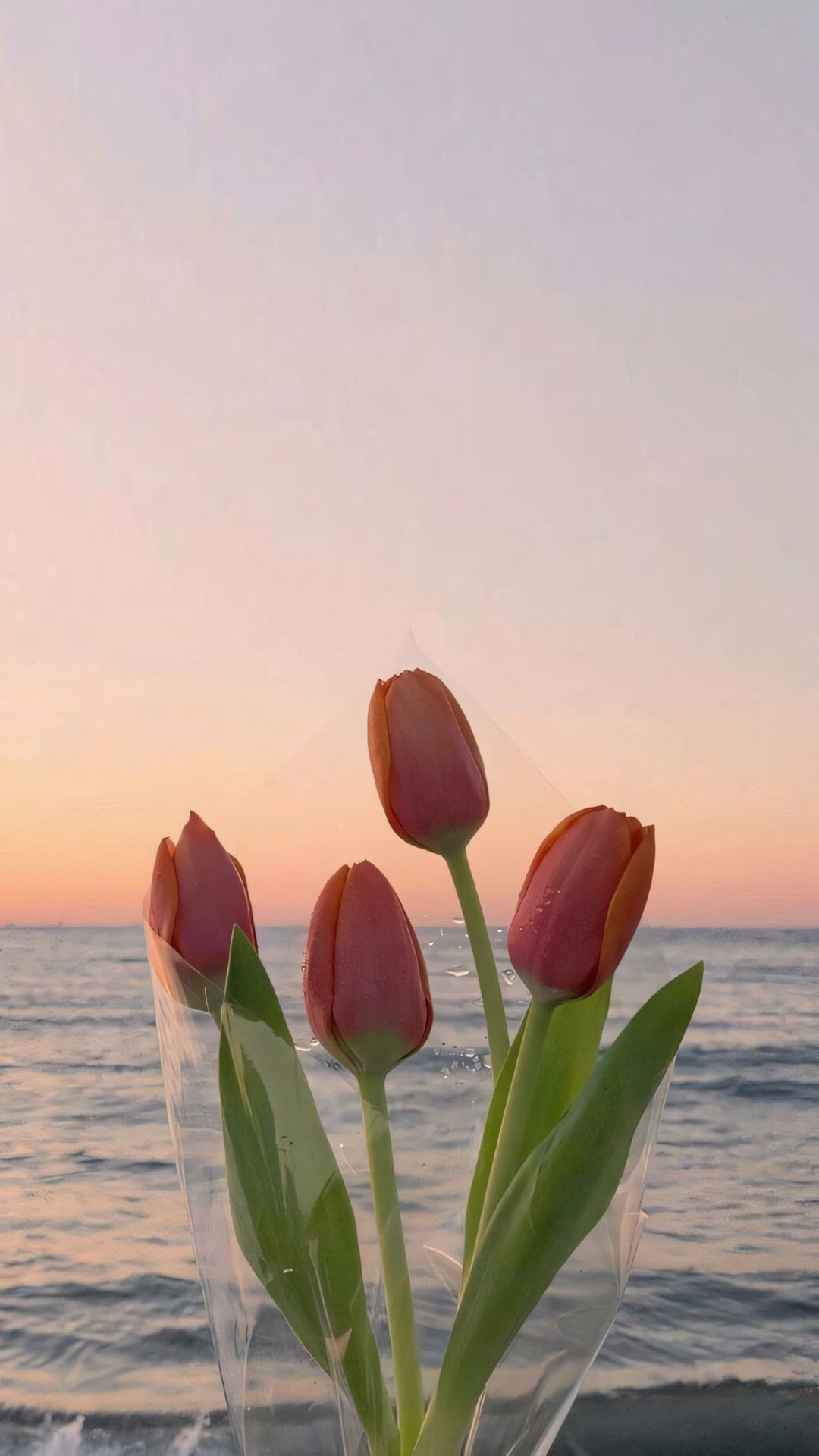 anh hoa tulip chill buon 1920px 1080px full hd 4