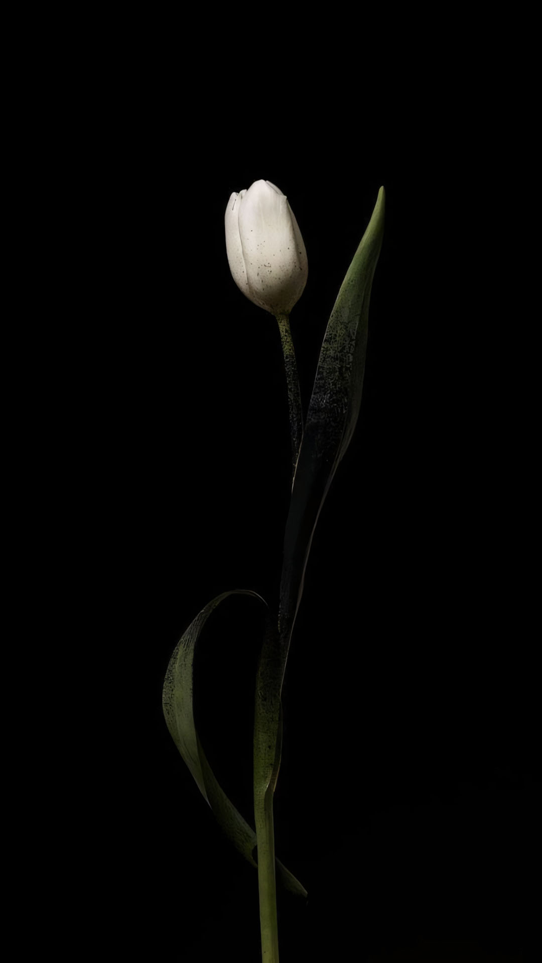 anh hoa tulip trang buon 1920px 1080px full hd 14