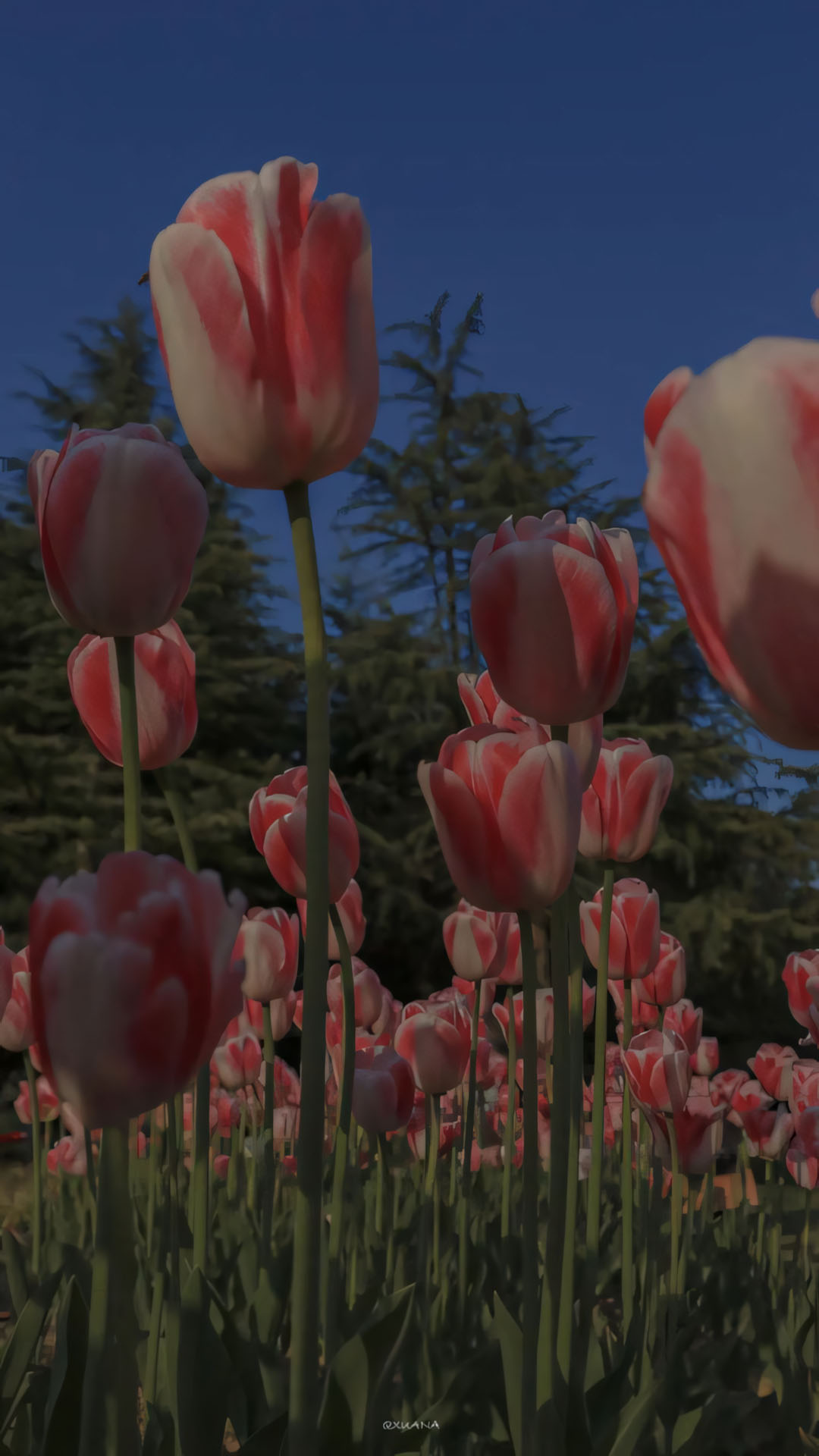anh hoa tulip chill buon 1920px 1080px full hd 3