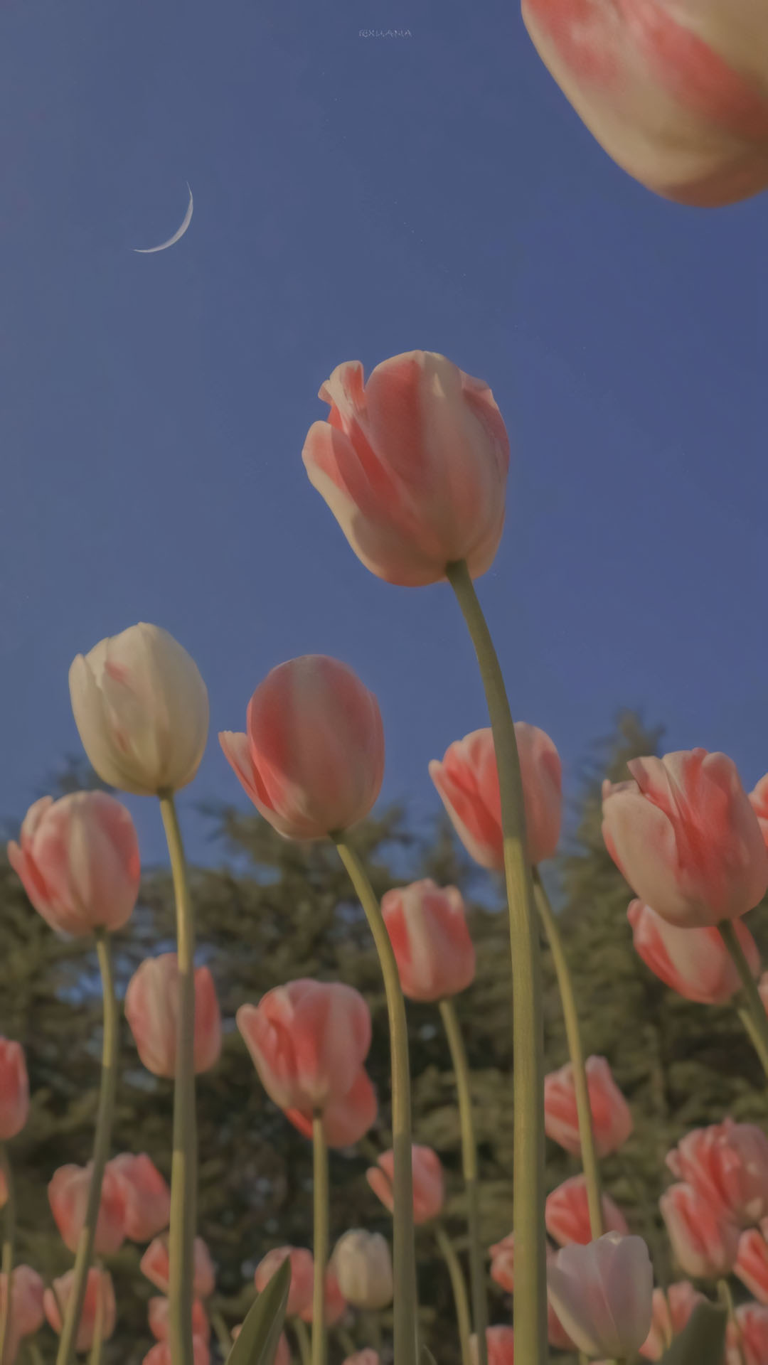 anh hoa tulip chill buon 1920px 1080px full hd 2