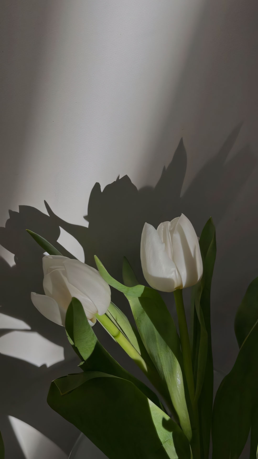 hinh nen dien thoai hoa tulip buon 1920px 1080px full hd 1