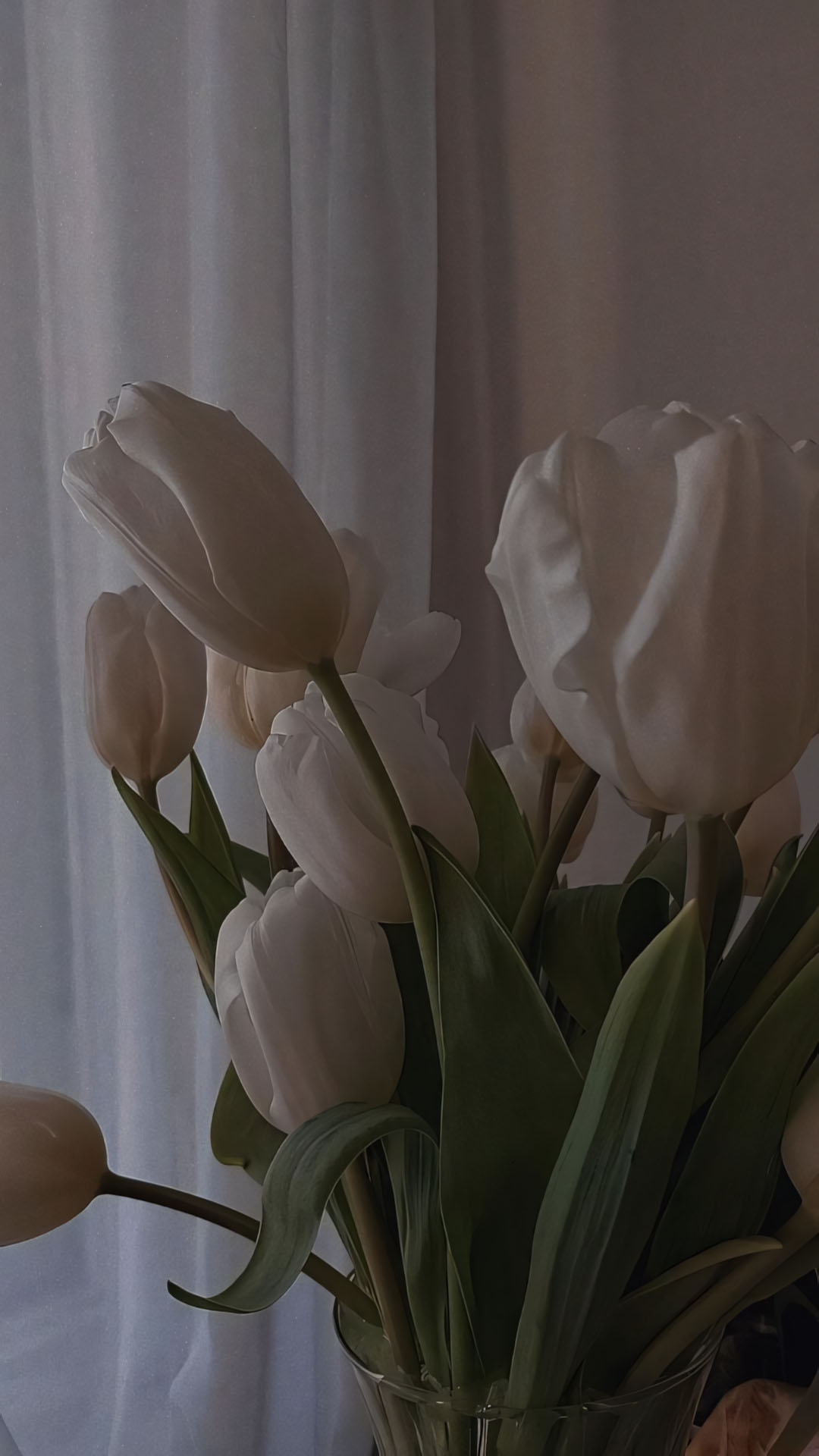 hinh nen dien thoai hoa tulip buon 1920px 1080px full hd 12