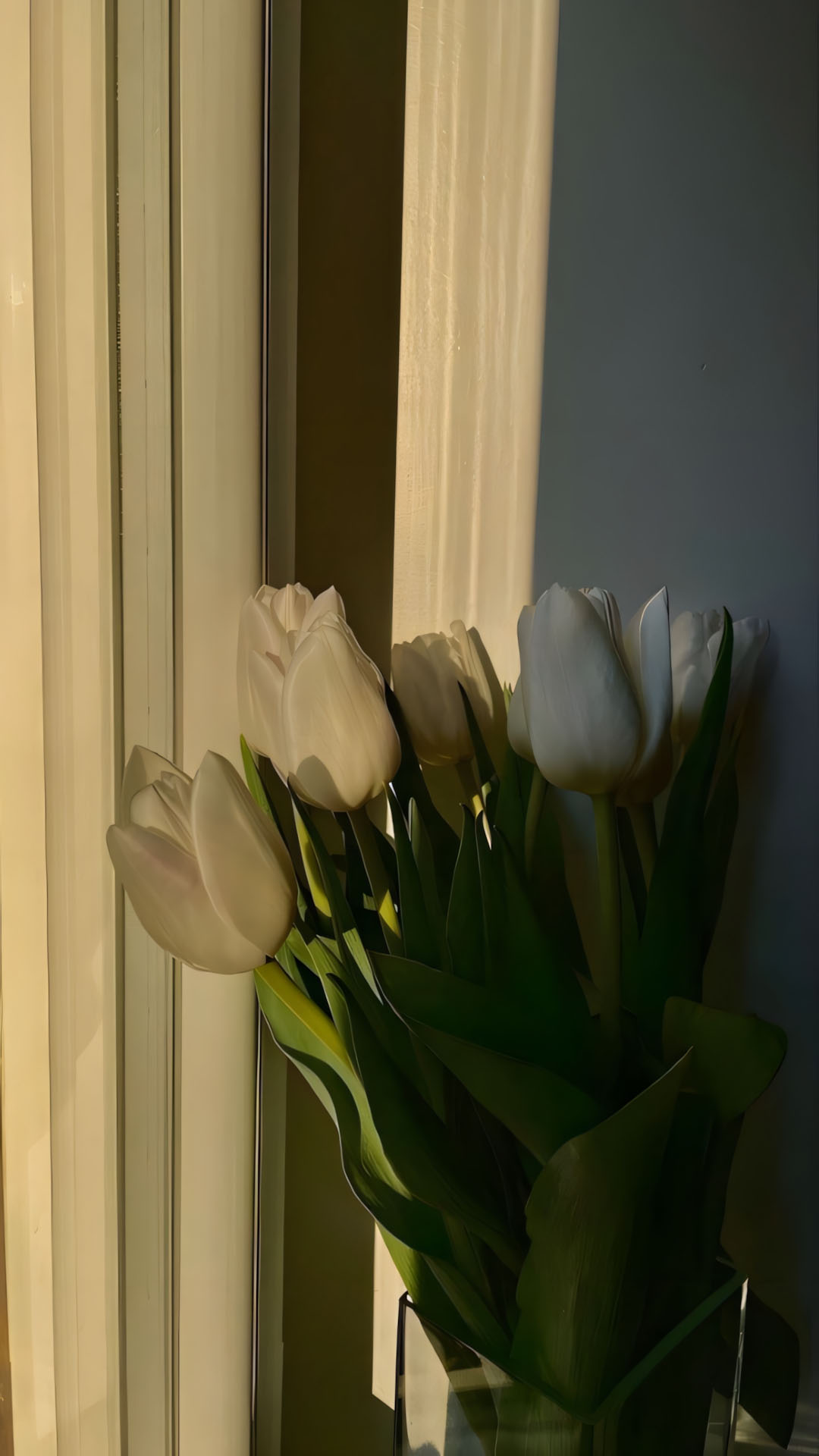 hinh nen dien thoai hoa tulip buon 1920px 1080px full hd 11