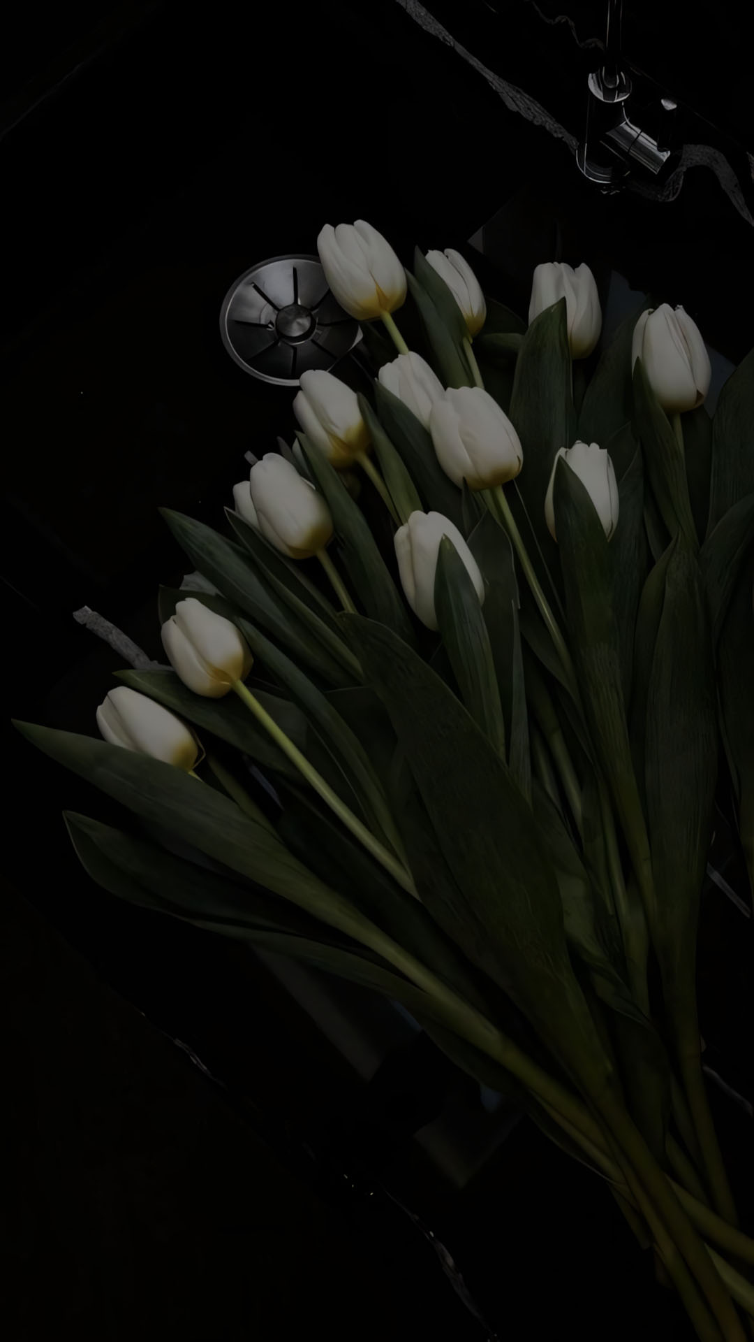 anh hoa tulip trang buon 1920px 1080px full hd 13