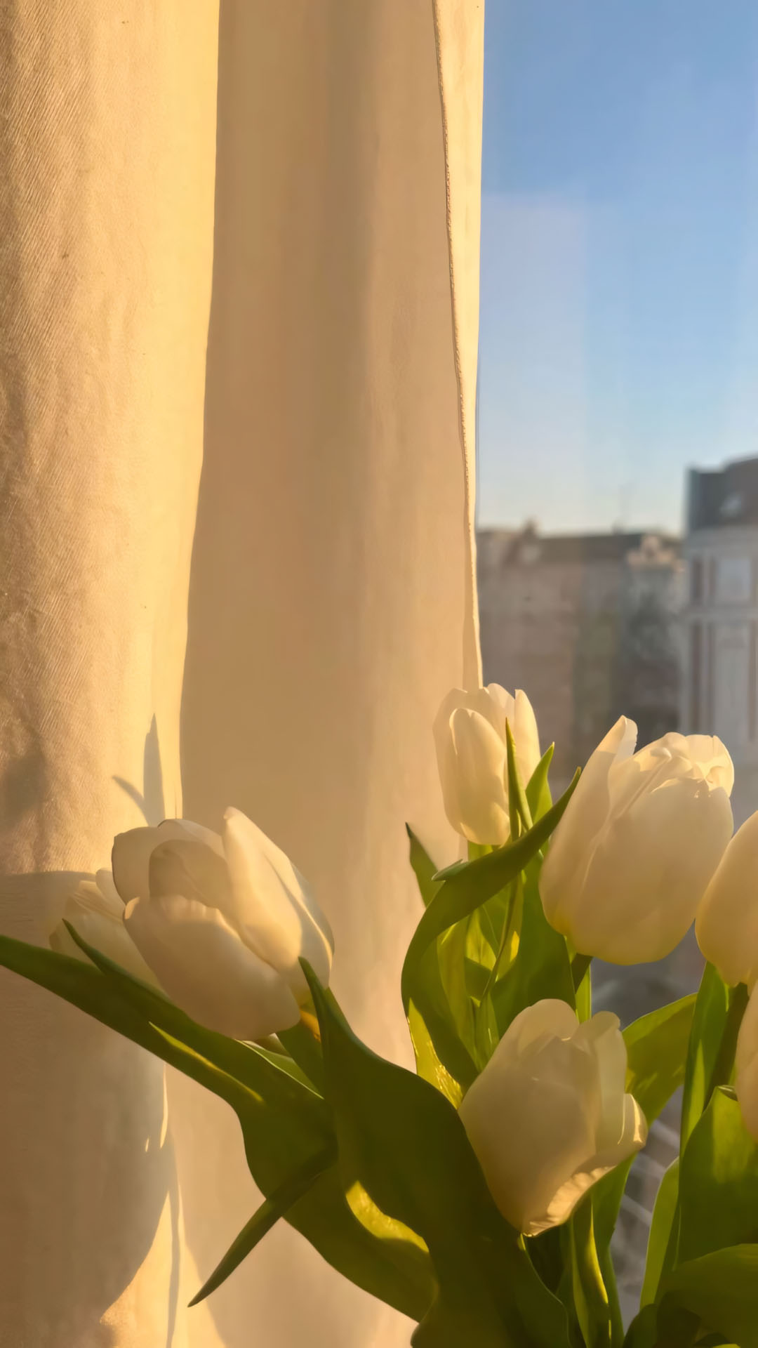 hinh nen dien thoai hoa tulip buon 1920px 1080px full hd 9