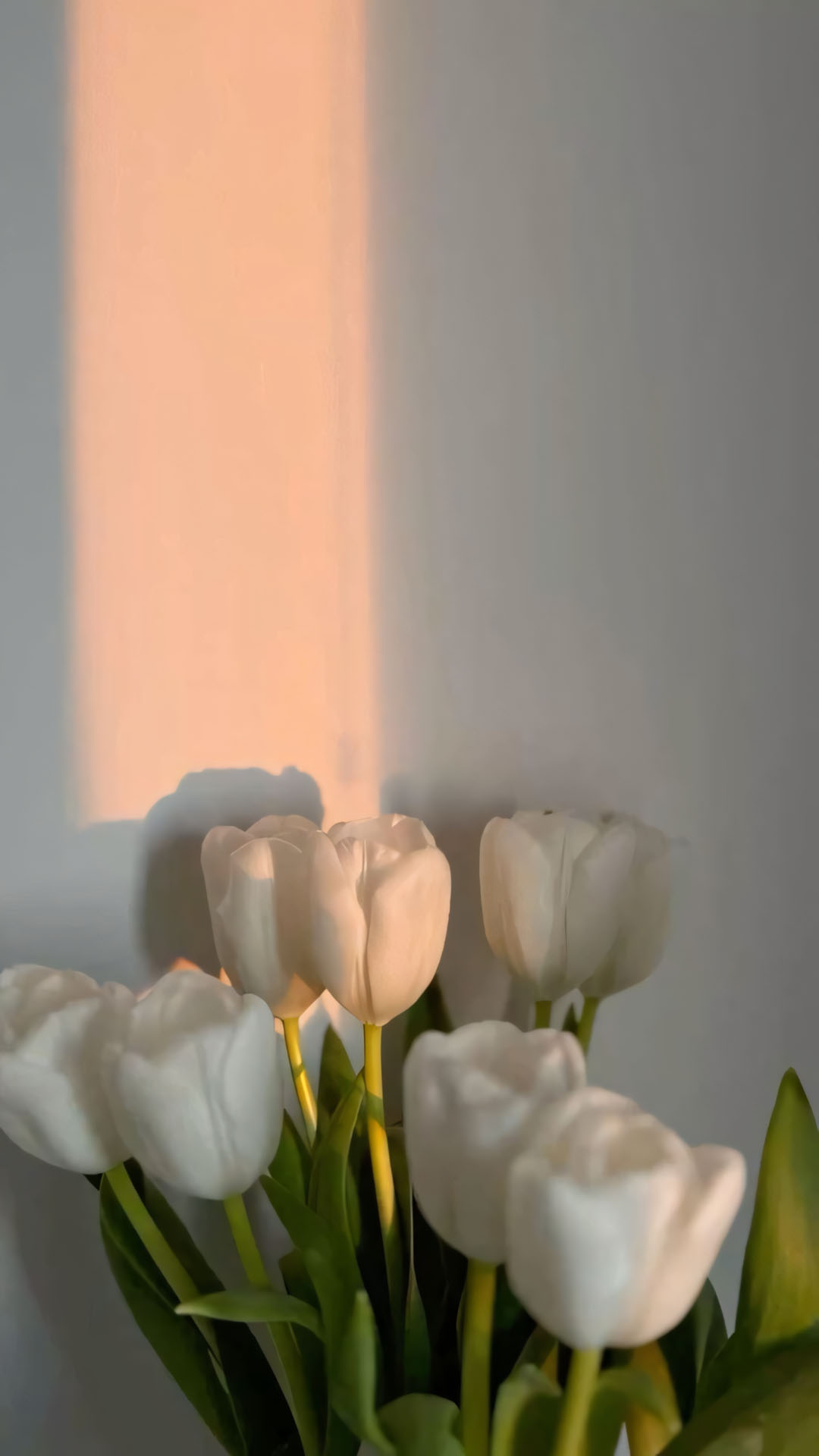 hinh nen dien thoai hoa tulip buon 1920px 1080px full hd 8