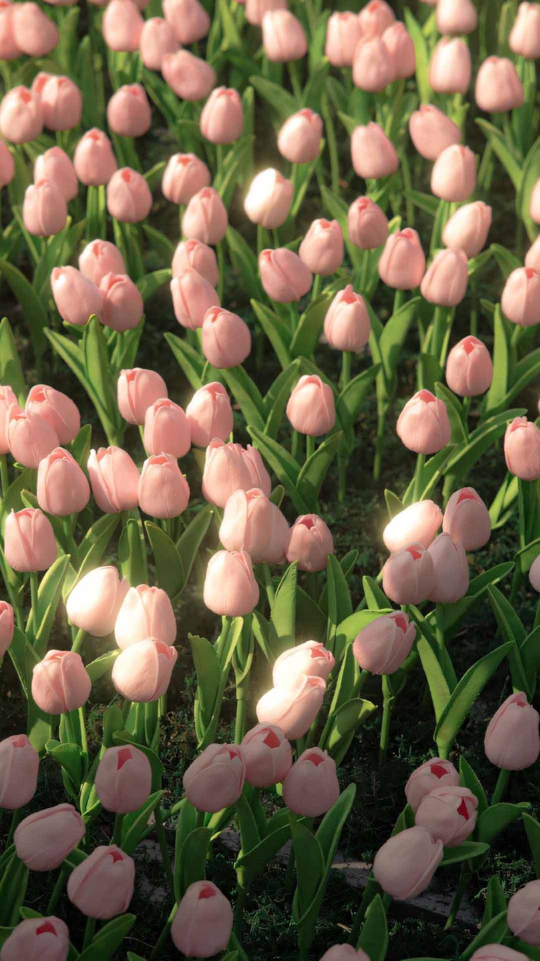 hinh nen dien thoai hoa tulip buon 1920px 1080px full hd 4