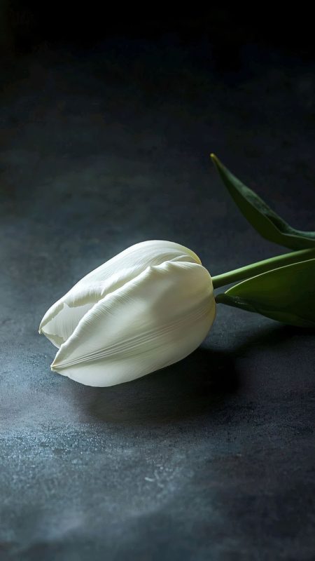 990+ Ảnh Hoa Tulip Buồn, Hoa Tulip Trắng Buồn 🤍📱💻, Hình Nền Điện Thoại, Máy Tính