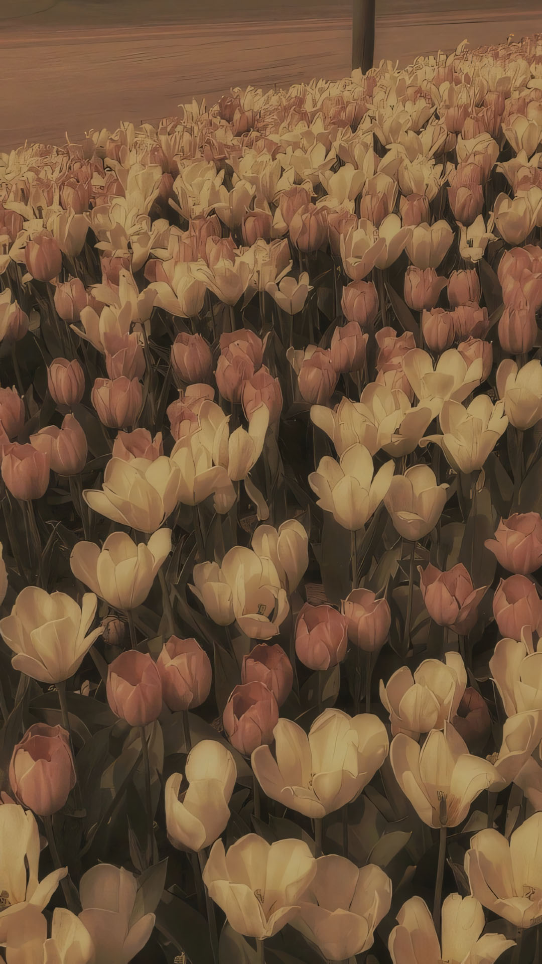 hinh nen dien thoai hoa tulip buon 1920px 1080px full hd 3