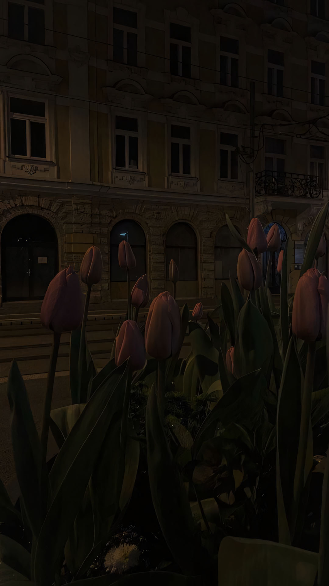 hinh nen dien thoai hoa tulip buon 1920px 1080px full hd 2