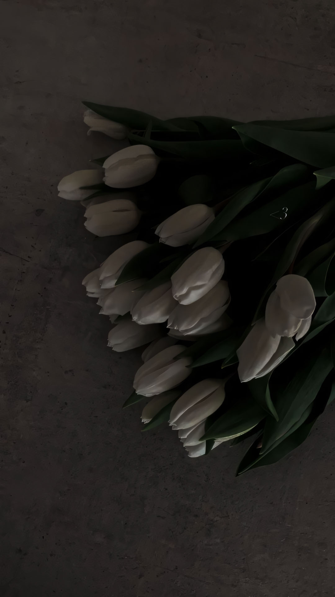 anh hoa tulip trang buon 1920px 1080px full hd 12