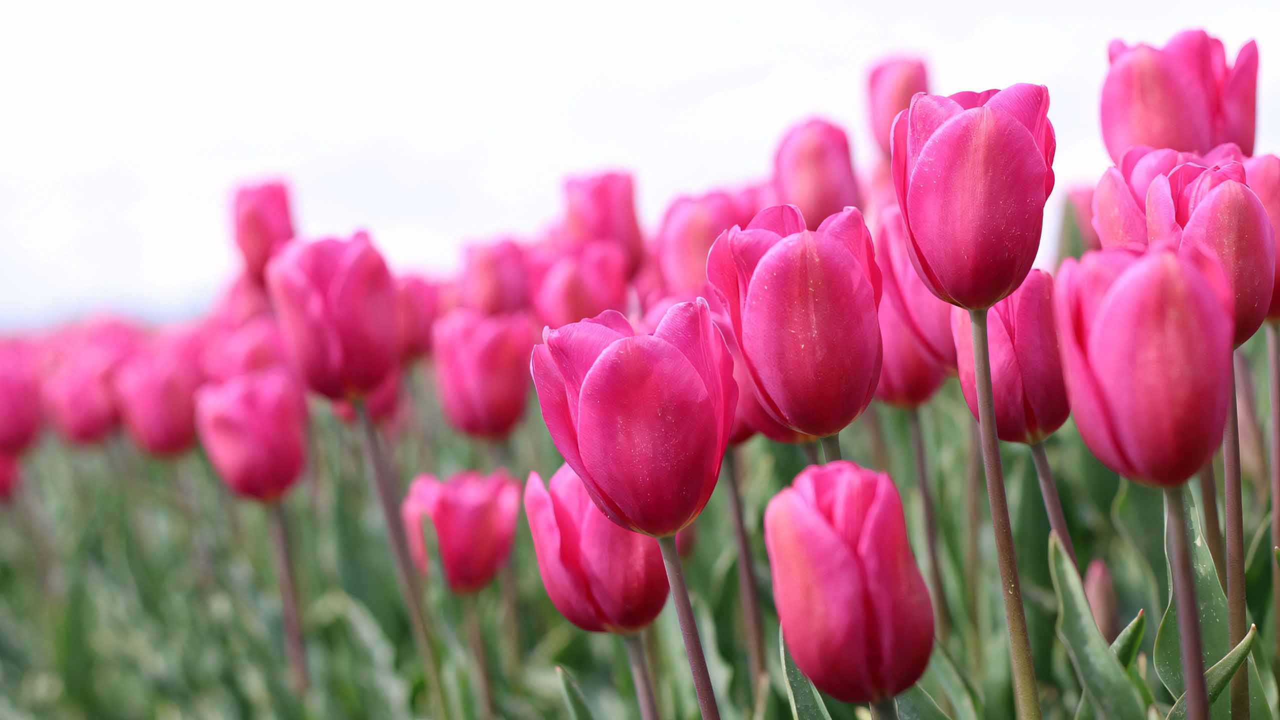 hinh nen may tinh hoa tulip buon 2560px 1440px 2k 15