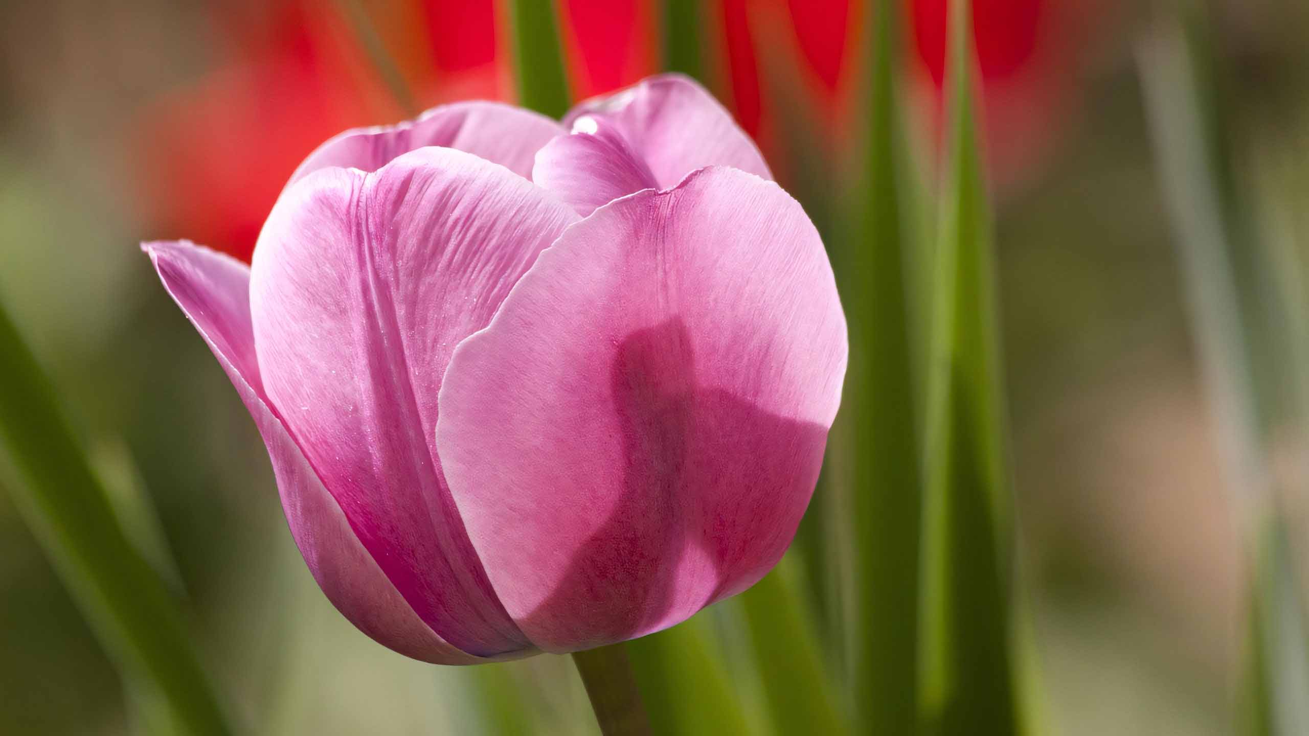 hinh nen may tinh hoa tulip buon 2560px 1440px 2k 14