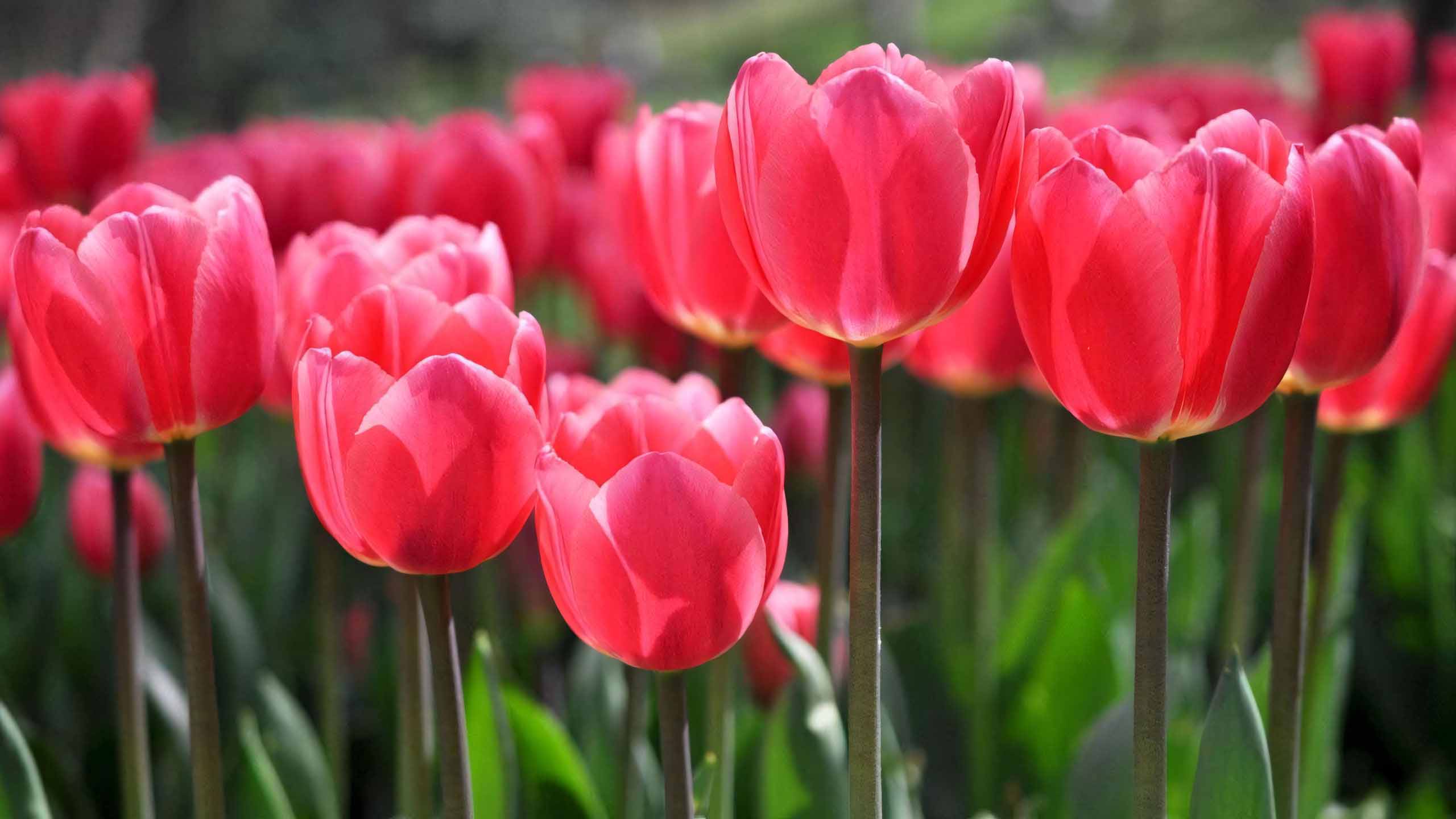 hinh nen may tinh hoa tulip buon 2560px 1440px 2k 13