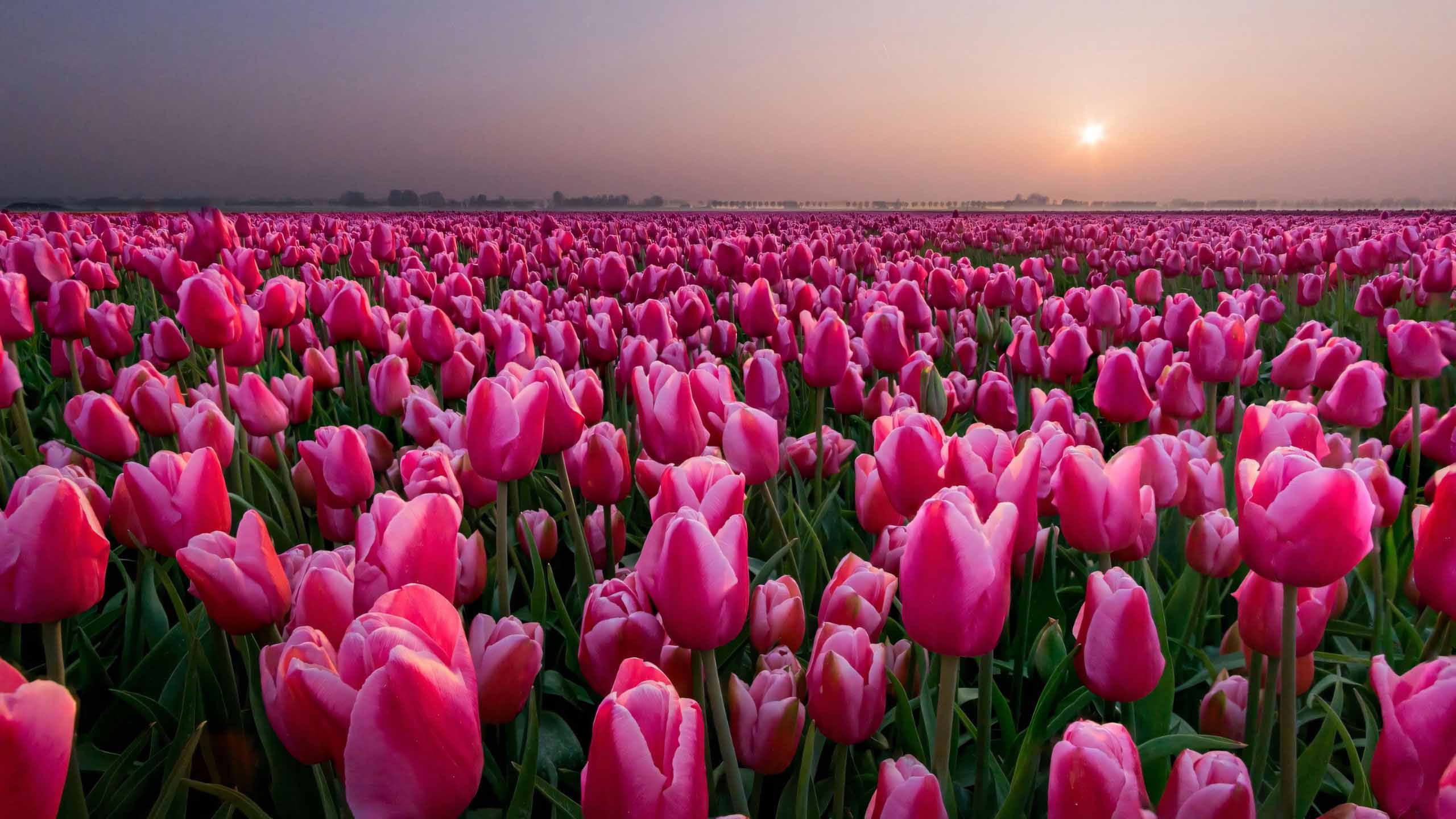 hinh nen may tinh hoa tulip buon 2560px 1440px 2k 12