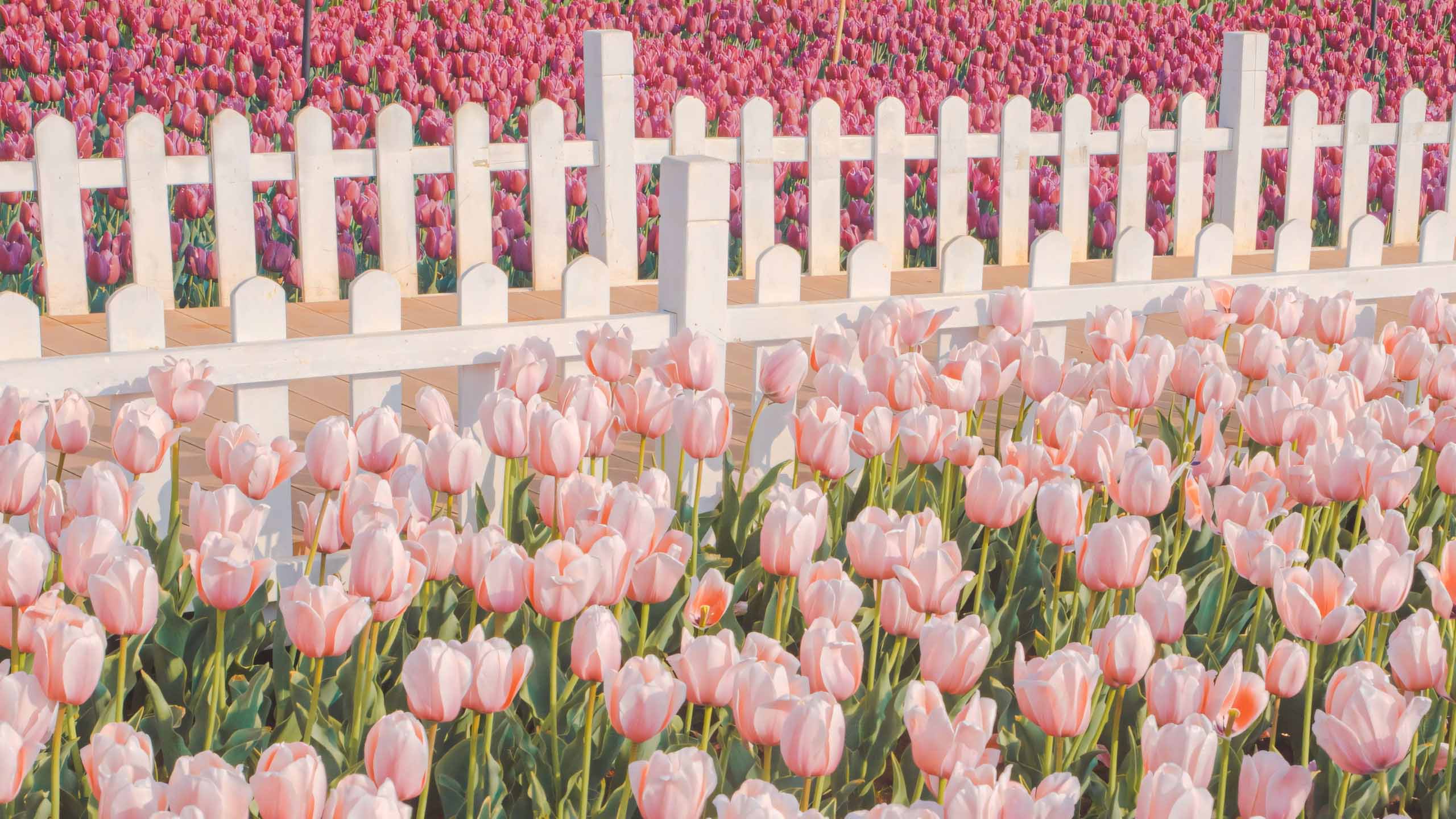 hinh nen may tinh hoa tulip buon 2560px 1440px 2k 10