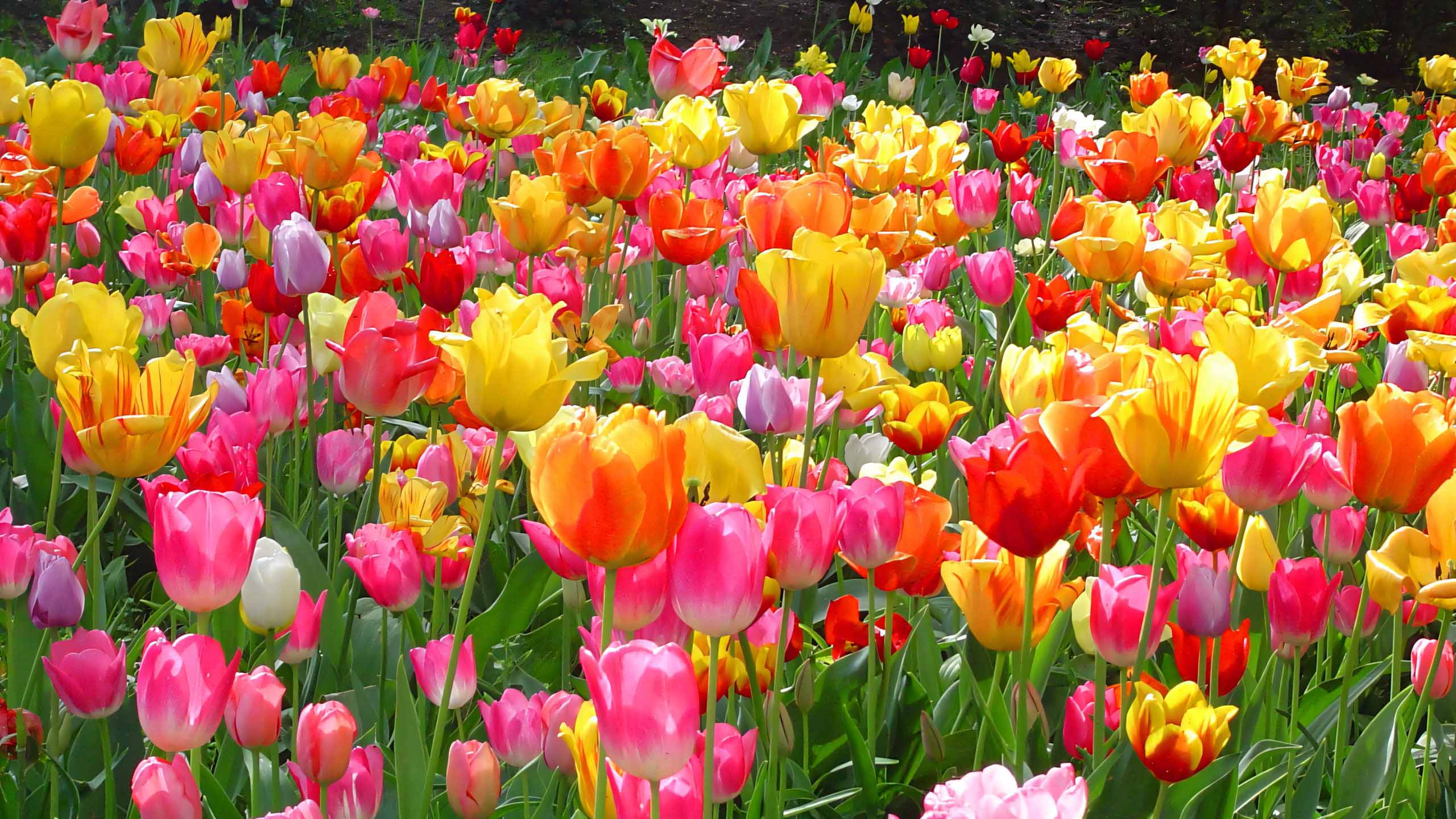 hinh nen may tinh hoa tulip buon 2560px 1440px 2k 9