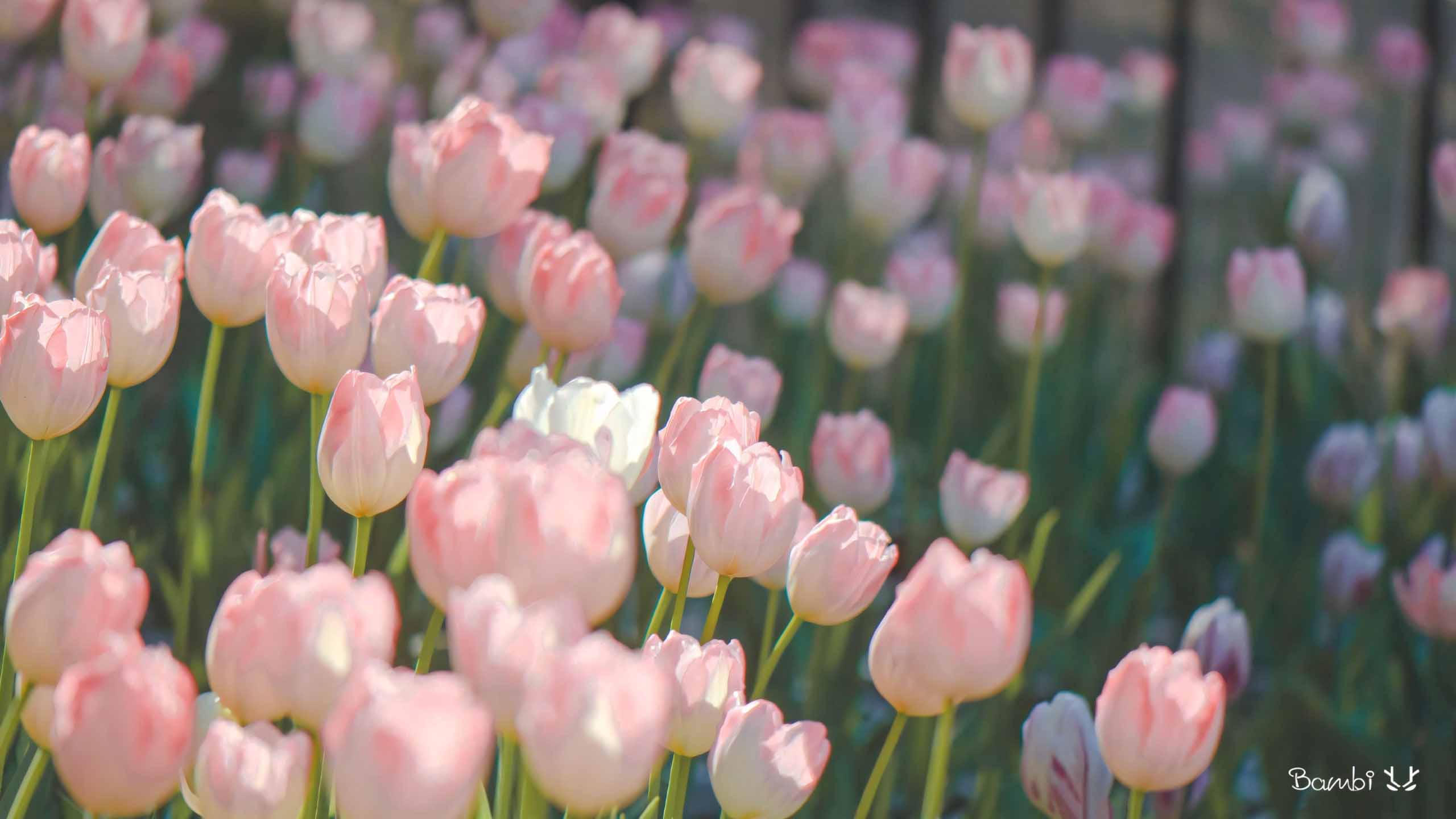 hinh nen may tinh hoa tulip buon 2560px 1440px 2k 8