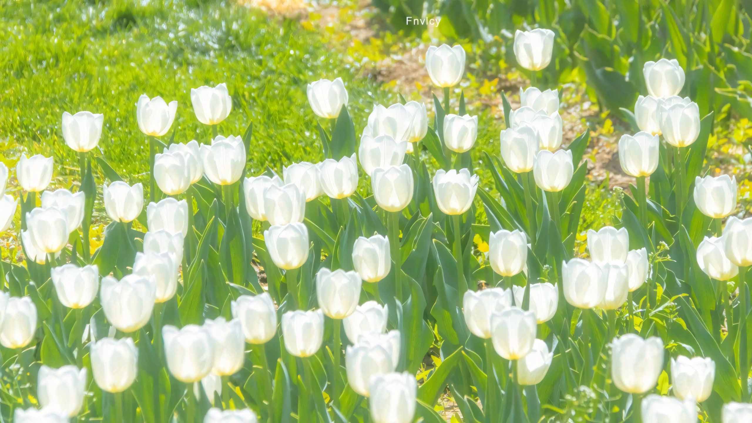 hinh nen may tinh hoa tulip buon 2560px 1440px 2k 7